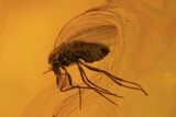 Four Fossil Flies (Diptera) And Seed Pod In Baltic Amber #109418-2